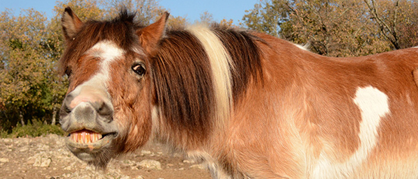 écuries du banassou sauve quissac