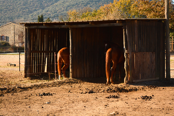 écuries du banassou pension paddock